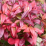 Nandina domestica 'Fire Power'.png